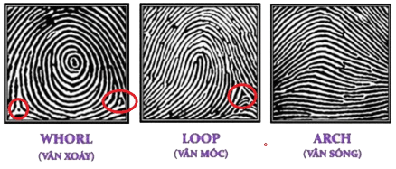 Chẩn đoán nguy cơ mắc bệnh chỉ bằng cách xem dấu vân tay